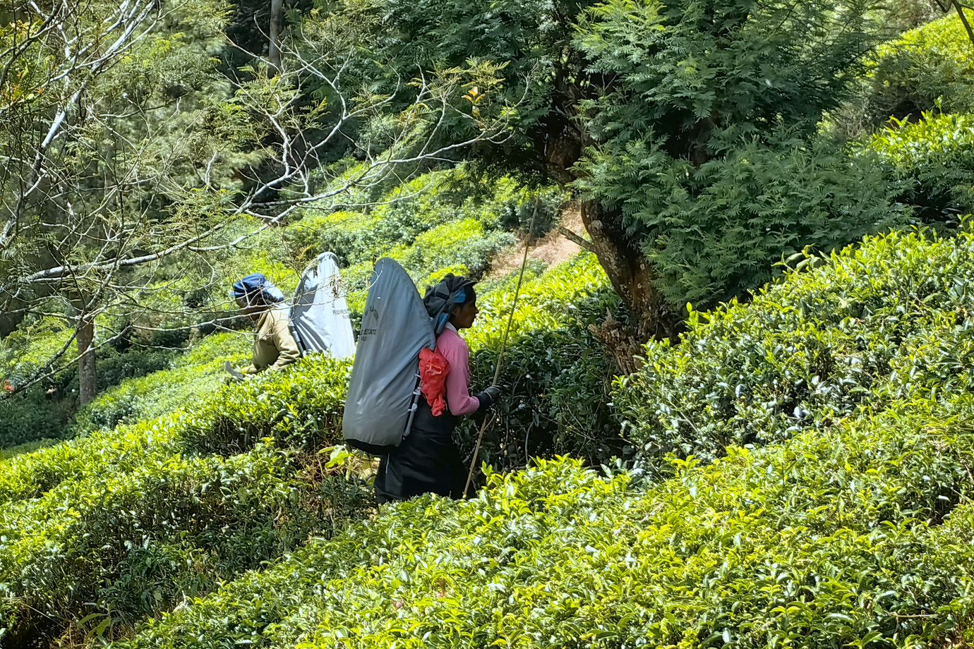 斯里蘭卡 - 努沃勒埃利耶 Nuwara Eliya 茶園